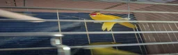 Parrots birds for sale: For sale  in Worksop - Advert 3