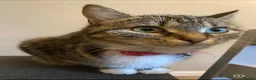 Mixed Breed cats for sale: 3 beautiful fluffy kittens - Advert 2