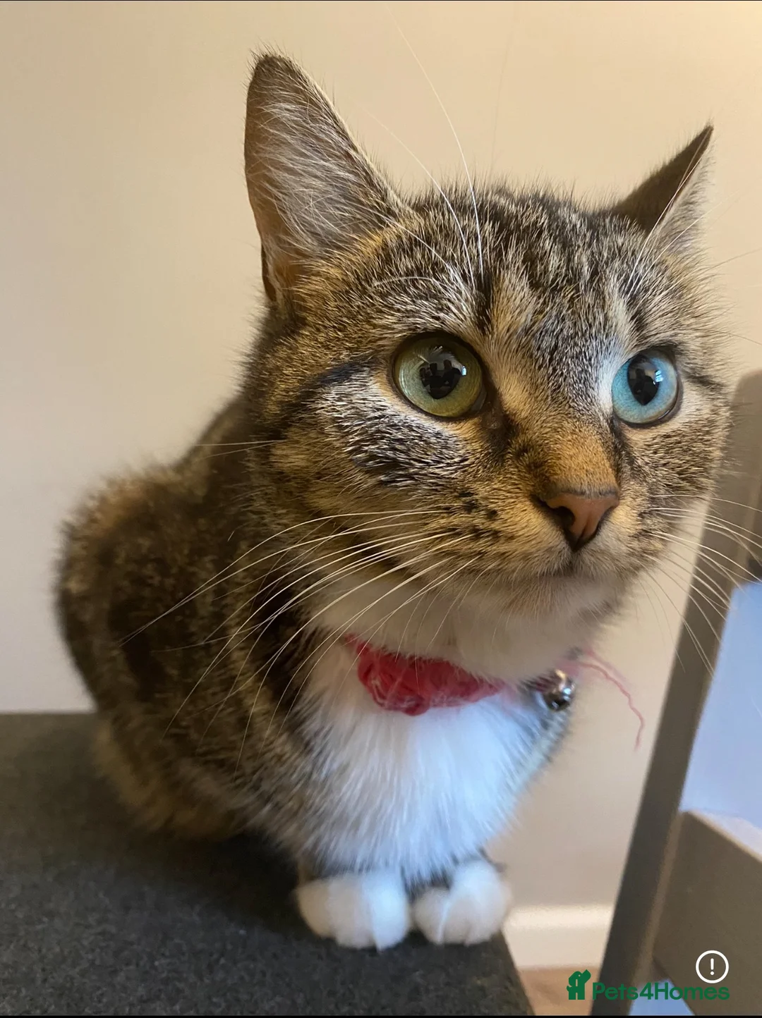 Mixed Breed cats for sale: 3 beautiful fluffy kittens - Advert 2