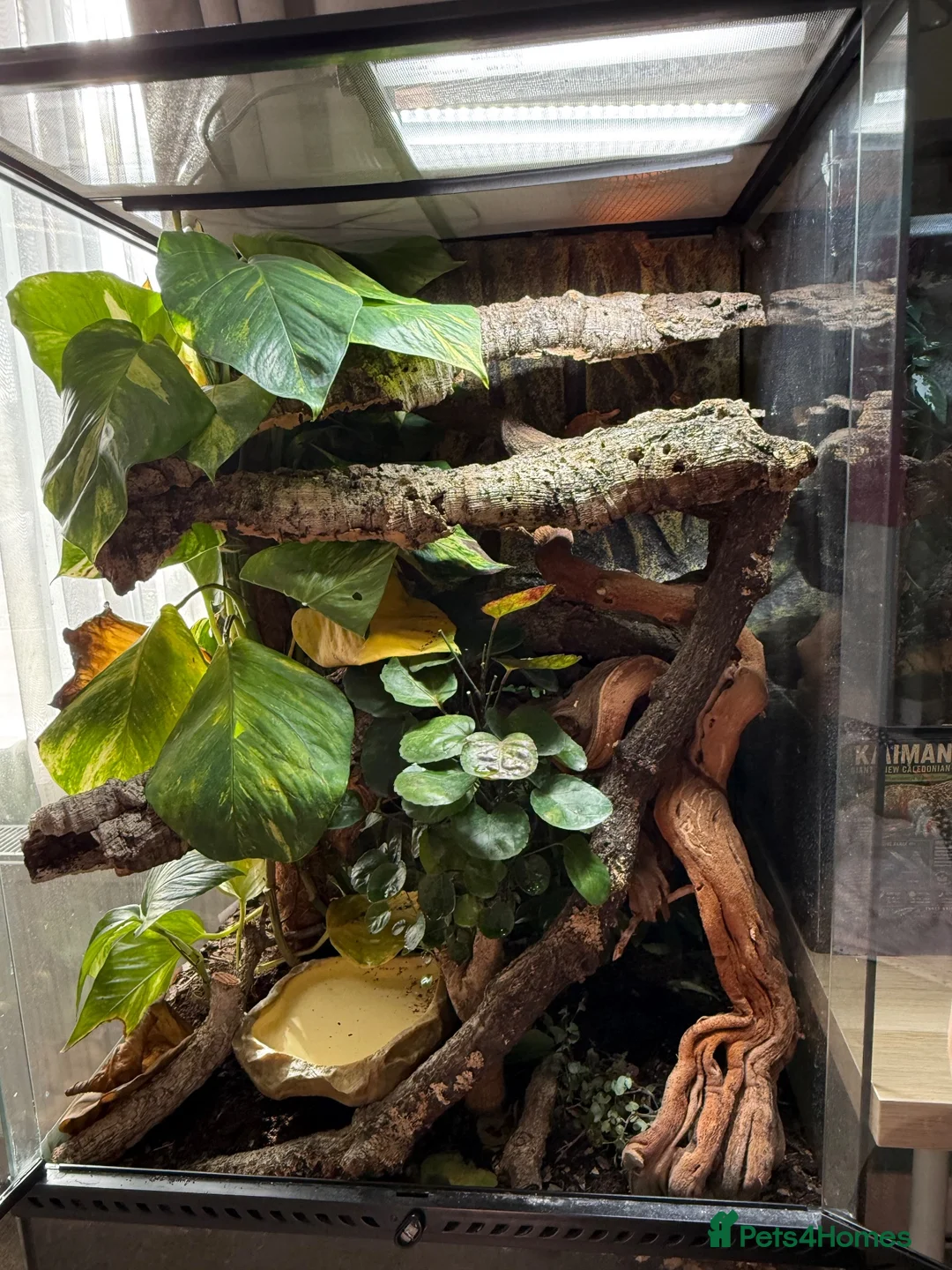 Skink reptiles for sale: 3x Emerald Tree Skinks – CB26 – Unsexed - Advert 2