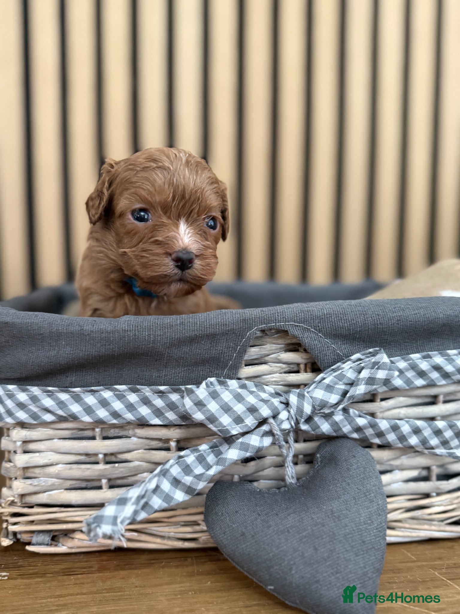Cavapoo dogs for sale: Stunning F1 Ruby Red Cavapoos - Advert 7