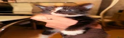 American Shorthair cats for sale: Cute kittens  - Advert 3
