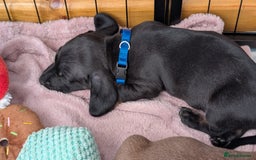 Dachshund dogs for sale: Dachshunds  - Image 32