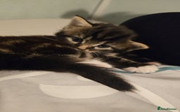 Mixed Breed cats for sale: Mixed breed with Maine Coone kitten  - Image 12