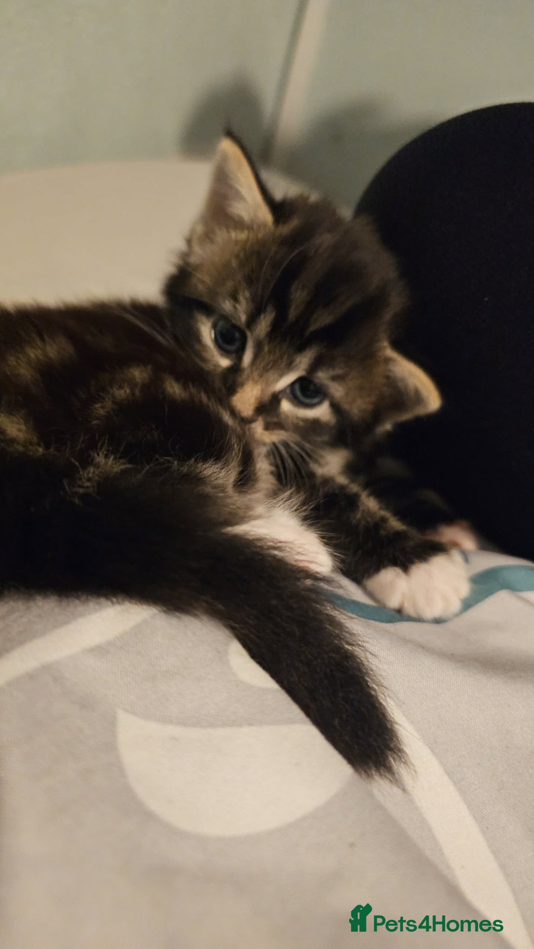 Mixed Breed cats for sale: Mixed breed with Maine Coone kitten  - Image 12