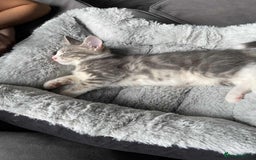 British Shorthair cats for sale: Grey and white male cat  - Image 3