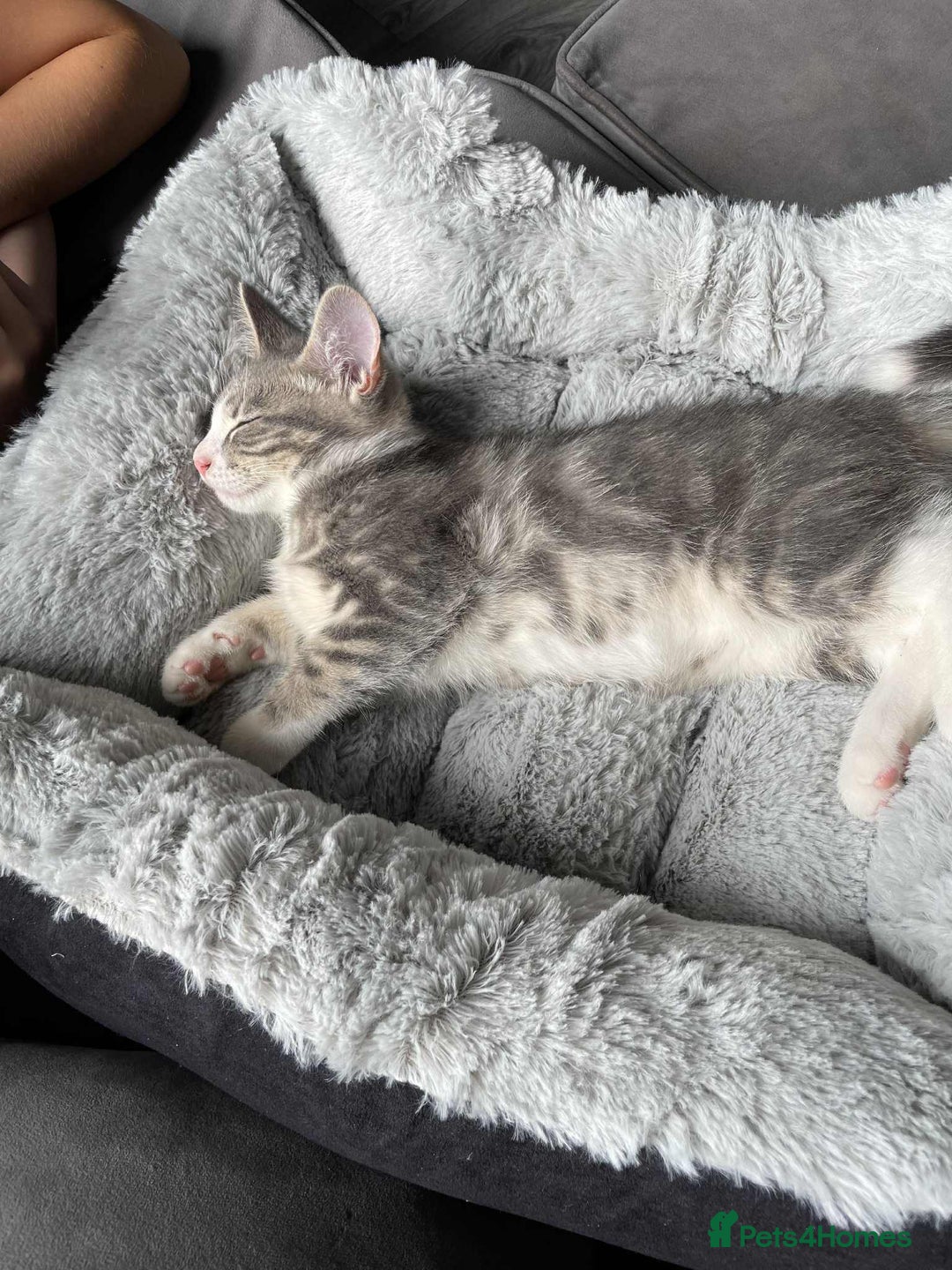 British Shorthair cats for sale: Grey and white male cat  - Image 3