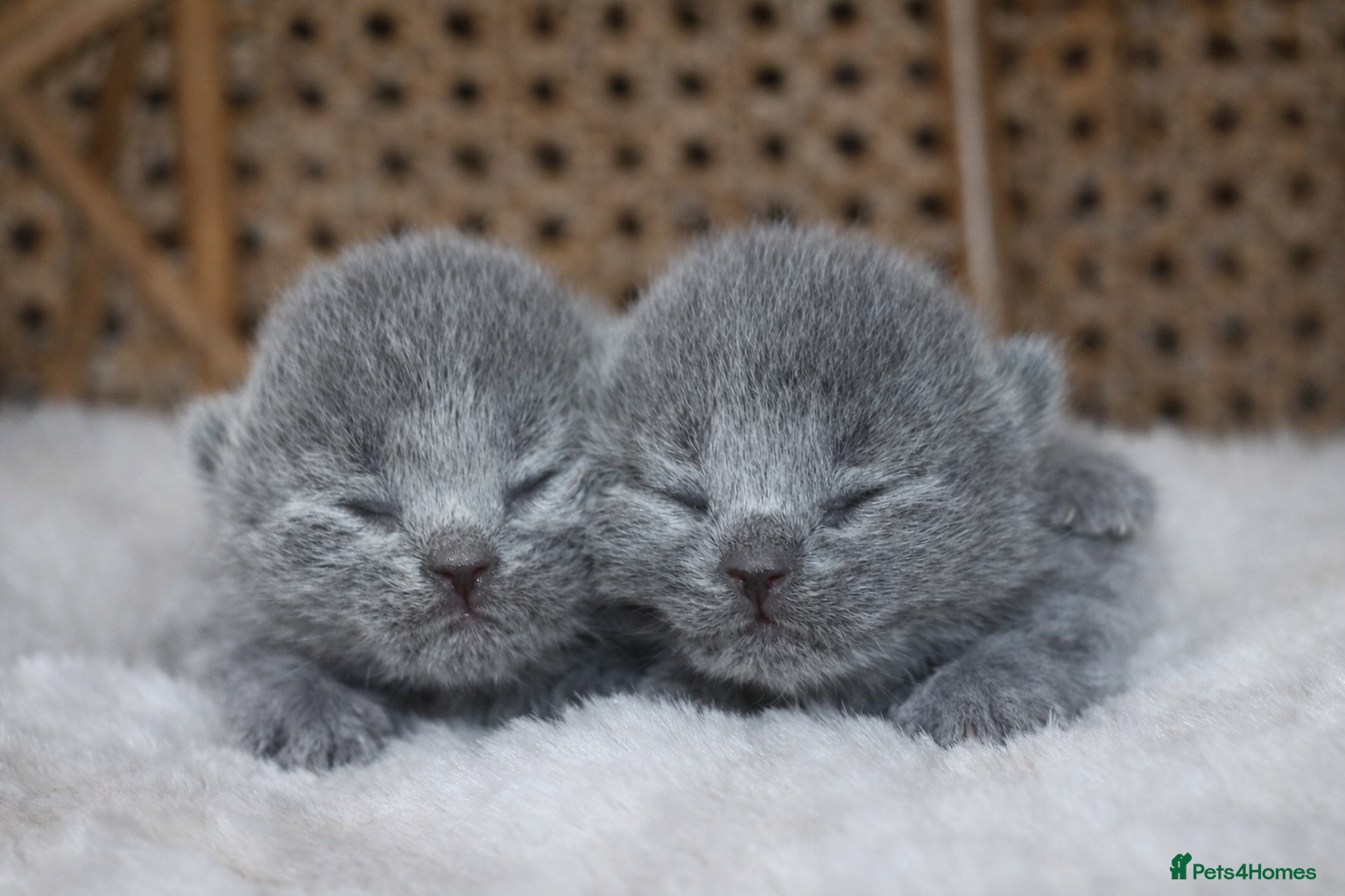 British Shorthair cats for sale: Blue BSH kittens excellent quality Tica reg - Advert 6