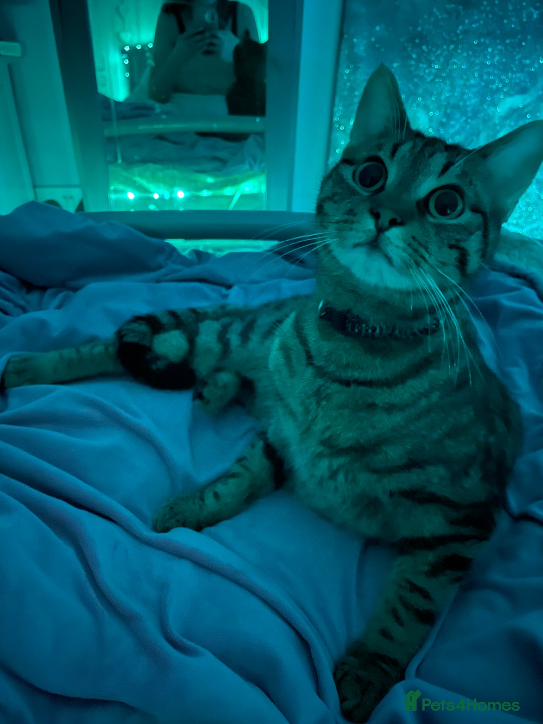 Mixed Breed cats for sale: 5 cats  - Image 5