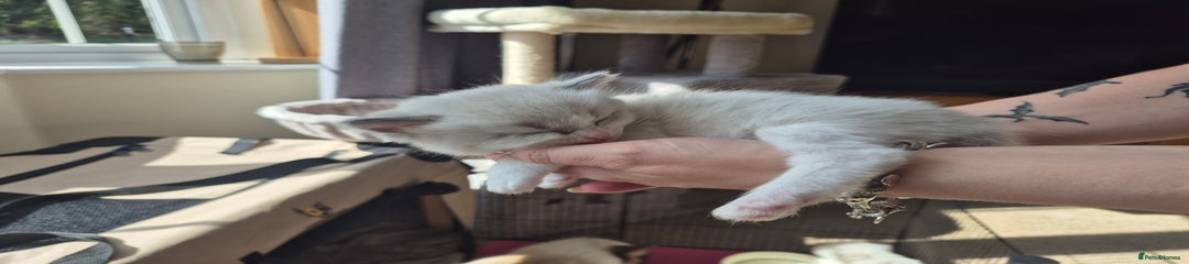 Ragdoll Kitten 4 (Stormfly)