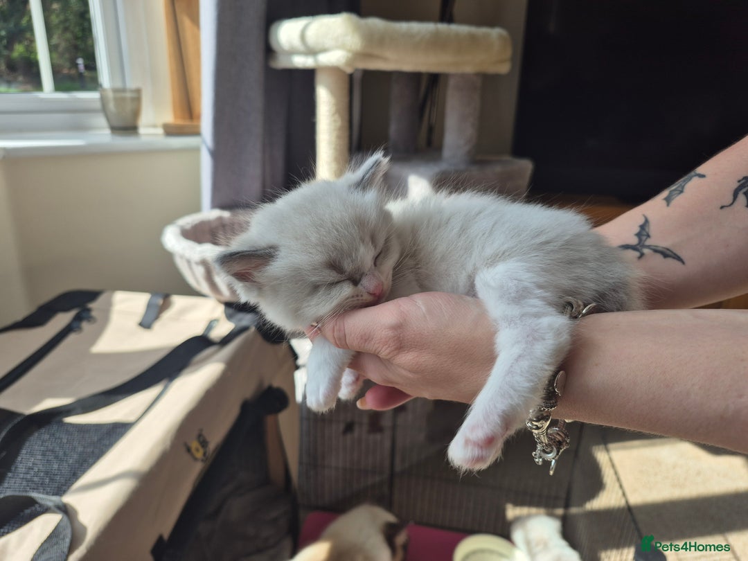 Ragdoll cats for sale: Pedigree Ragdoll Kittens  - Image 10