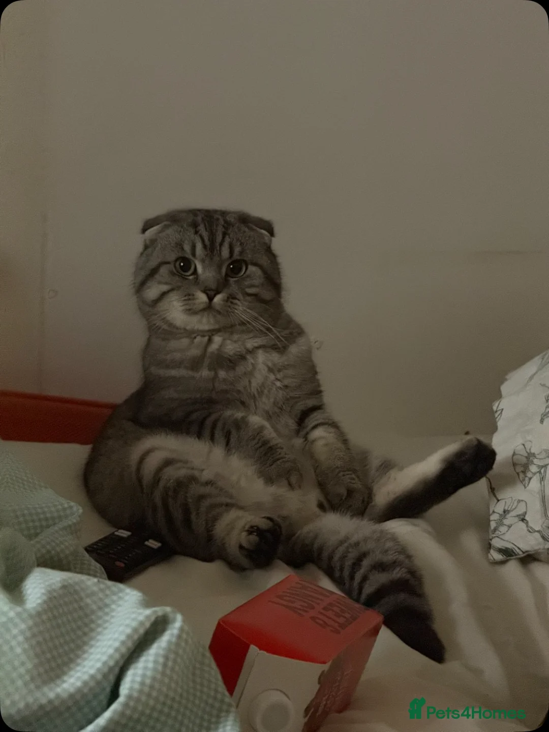 Scottish Fold cats for stud: Scottish fold stud  in Rochester - Advert 2