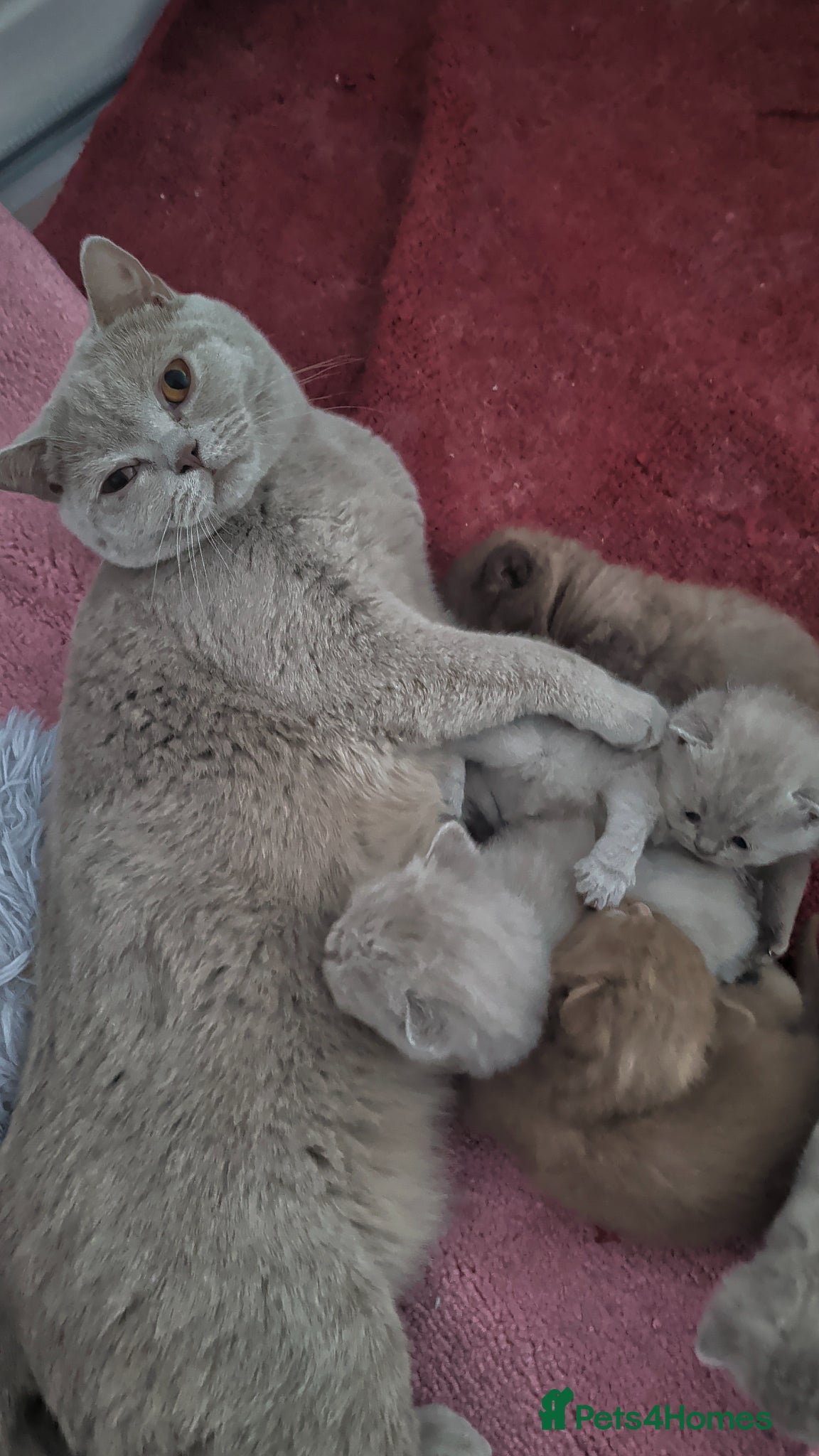 British Shorthair cats Full British short hair kittens - Advert 1