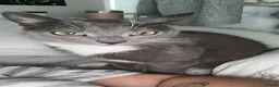 Mixed Breed cats for sale: My sweet girl Bambi. Female grey cat for sale - Advert 3