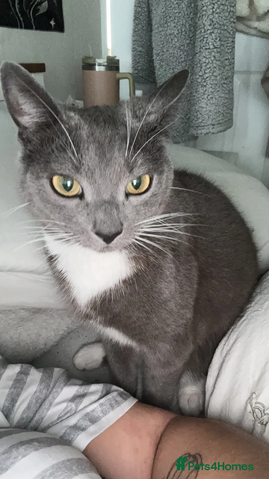 Mixed Breed cats for sale: My sweet girl Bambi. Female grey cat for sale - Advert 3