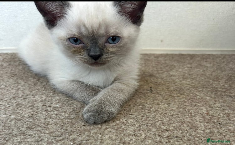 British Shorthair cats - Advert 4