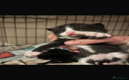Domestic Shorthair cats for sale: Beautiful kittens - Image 9