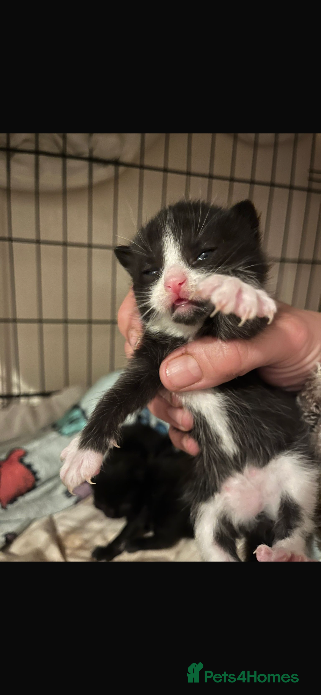 Domestic Shorthair cats for sale: Beautiful kittens - Image 9