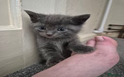 Mixed Breed cats for sale: Beautiful litter of 5 kittens  - Image 20