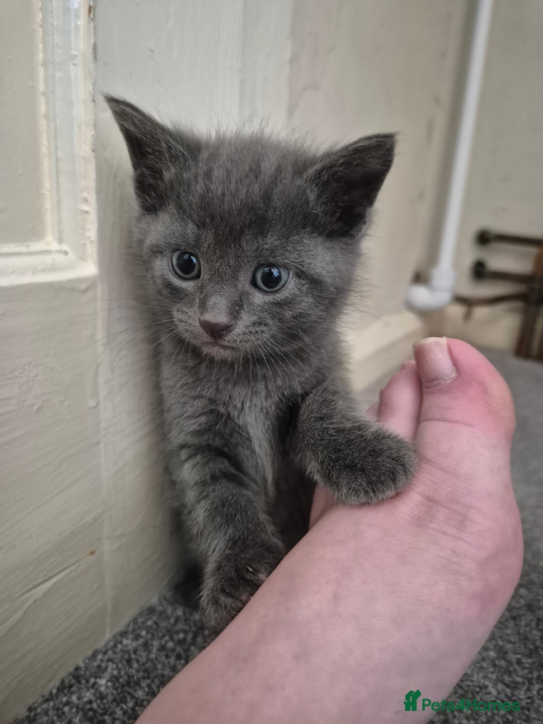 Mixed Breed cats for sale: Beautiful litter of 5 kittens  - Image 20