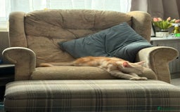 Maine Coon cats for sale: Perfect red cream boy  - Image 9