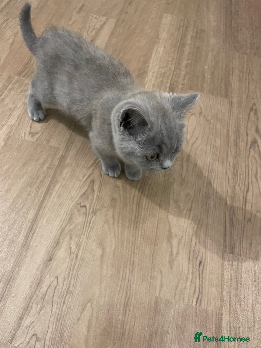 British Shorthair cats for sale:  British shorthair kittens Pedigree registered - Advert 14