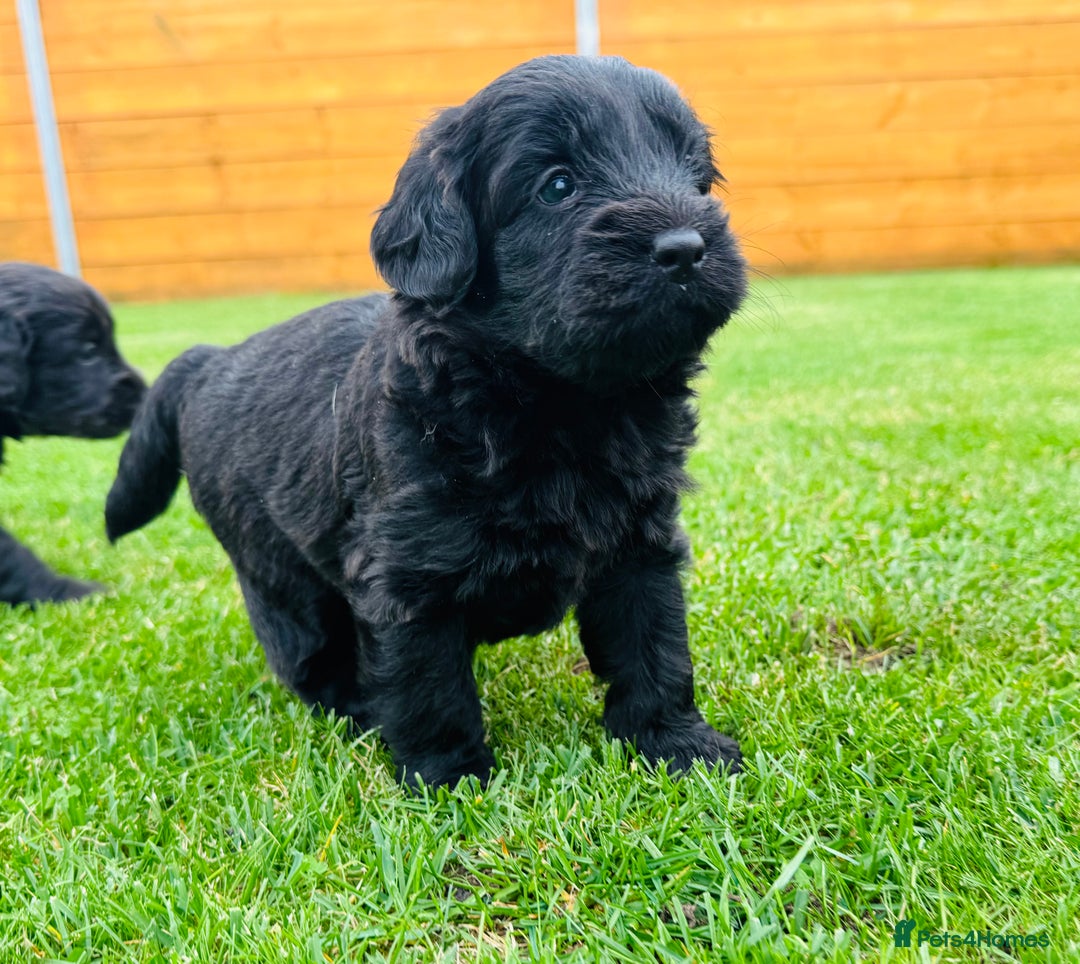 Labradoodle dogs for sale: Chunky Labradoodle Babies 🐾🐾🐾 - Image 6