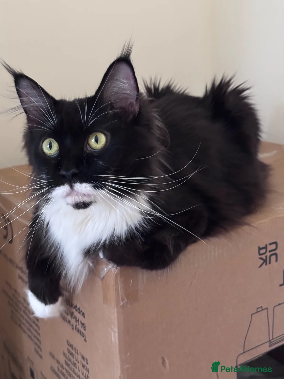 Maine Coon cats for sale: Phenomenal Maine Coon kittens for sale in Nottingham - Advert 12