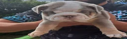 English Bulldog dogs for sale: Stunning English Bulldog Puppies - Ready Mid-July - Advert 11