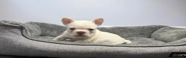 French Bulldog 2