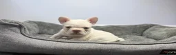 French Bulldog dogs for sale: Exotic French bulldog puppies/Health Tested Parent in Stoke-on-Trent - Advert 8