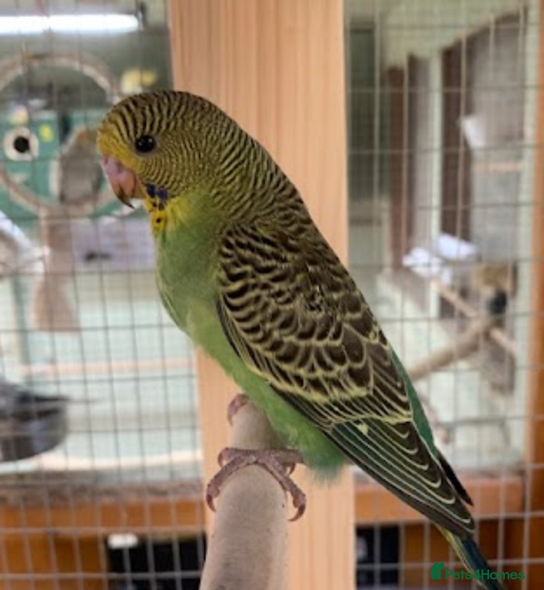 Budgerigars birds for sale: Baby budgies 8 weeks  - Image 7