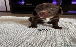 Cockapoo dogs for sale: Cockapoo puppies  - Image 1
