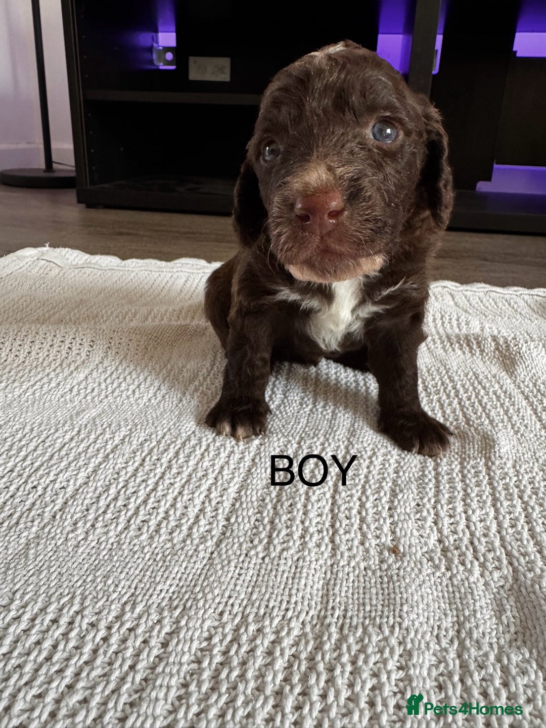 Cockapoo dogs for sale: Cockapoo puppies  - Image 1