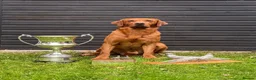 Labrador Retriever dogs for sale: Fox Red Labradors  - Advert 5