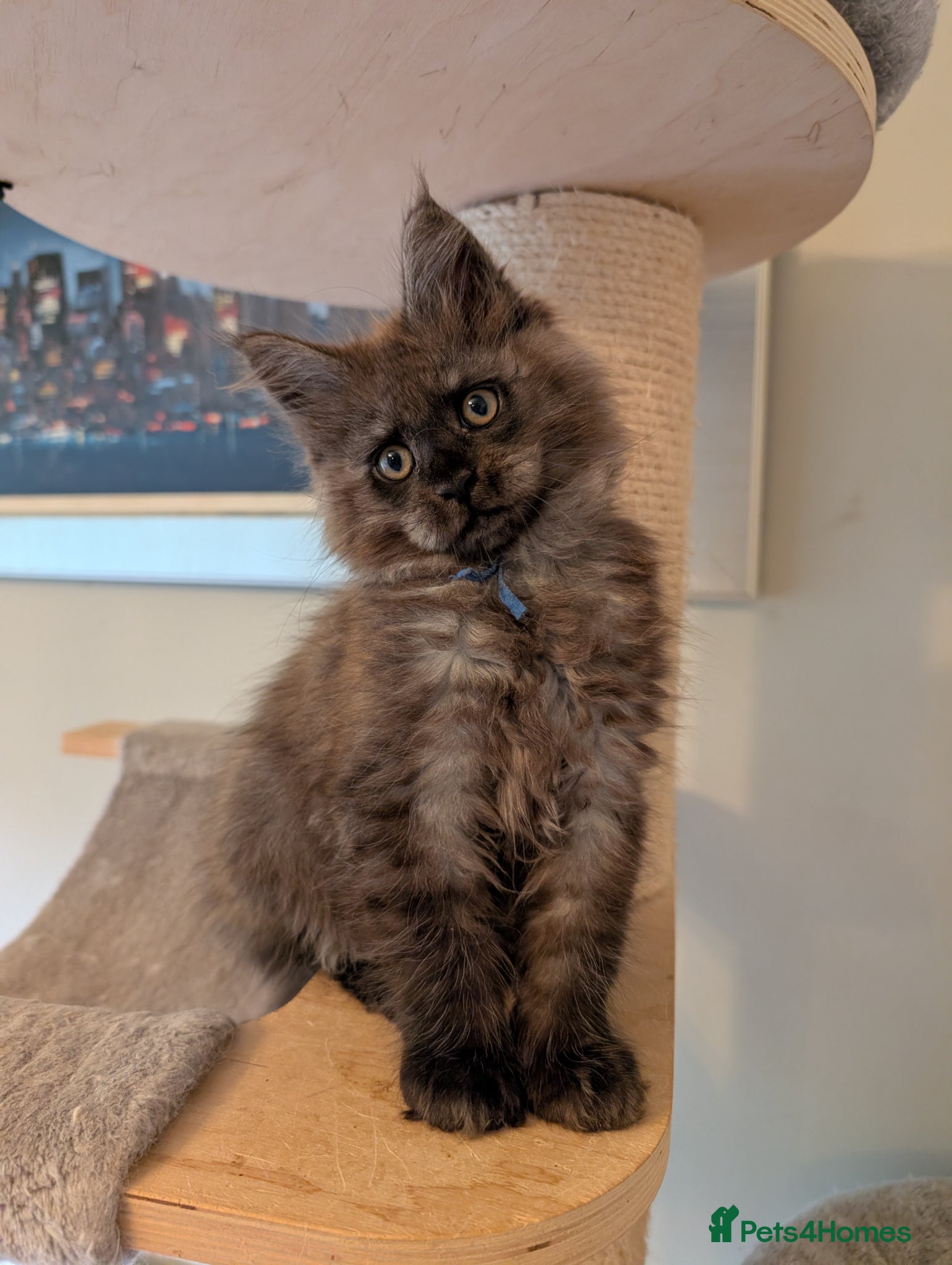 Maine Coon cats Last Boy Gorgeous Registered Maine Coon Kittens  - Advert 1