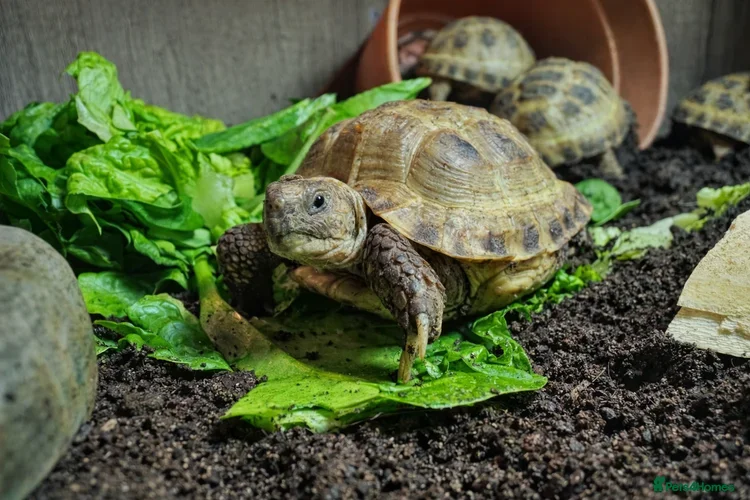 Tortoise reptiles Baby Horsfield’s and Set Up Kits Available Now!! - Advert 1