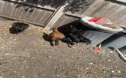 Chickens poultry for sale: Aseel cross cockerel, aseel hens & shamo hen in London - Image 13