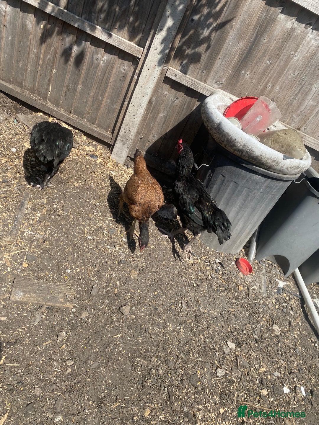 Chickens poultry for sale: Aseel cross cockerel, aseel hens & shamo hen in London - Image 13