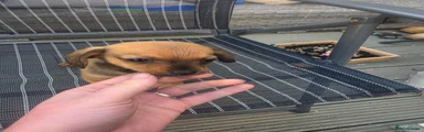Chiweenie 2