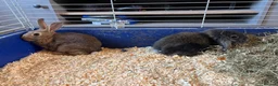 Rex rabbits for sale: Velvet Rex babies  - Advert 4