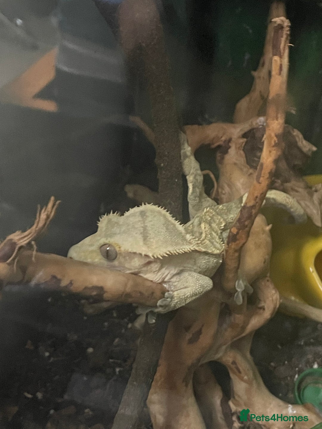 Gecko reptiles for sale: Crested Gecko - Image 5