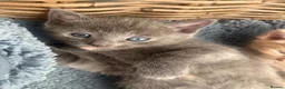 Ragdoll cats for sale: Beautiful grey ragdoll x friendly little girl - Advert 13