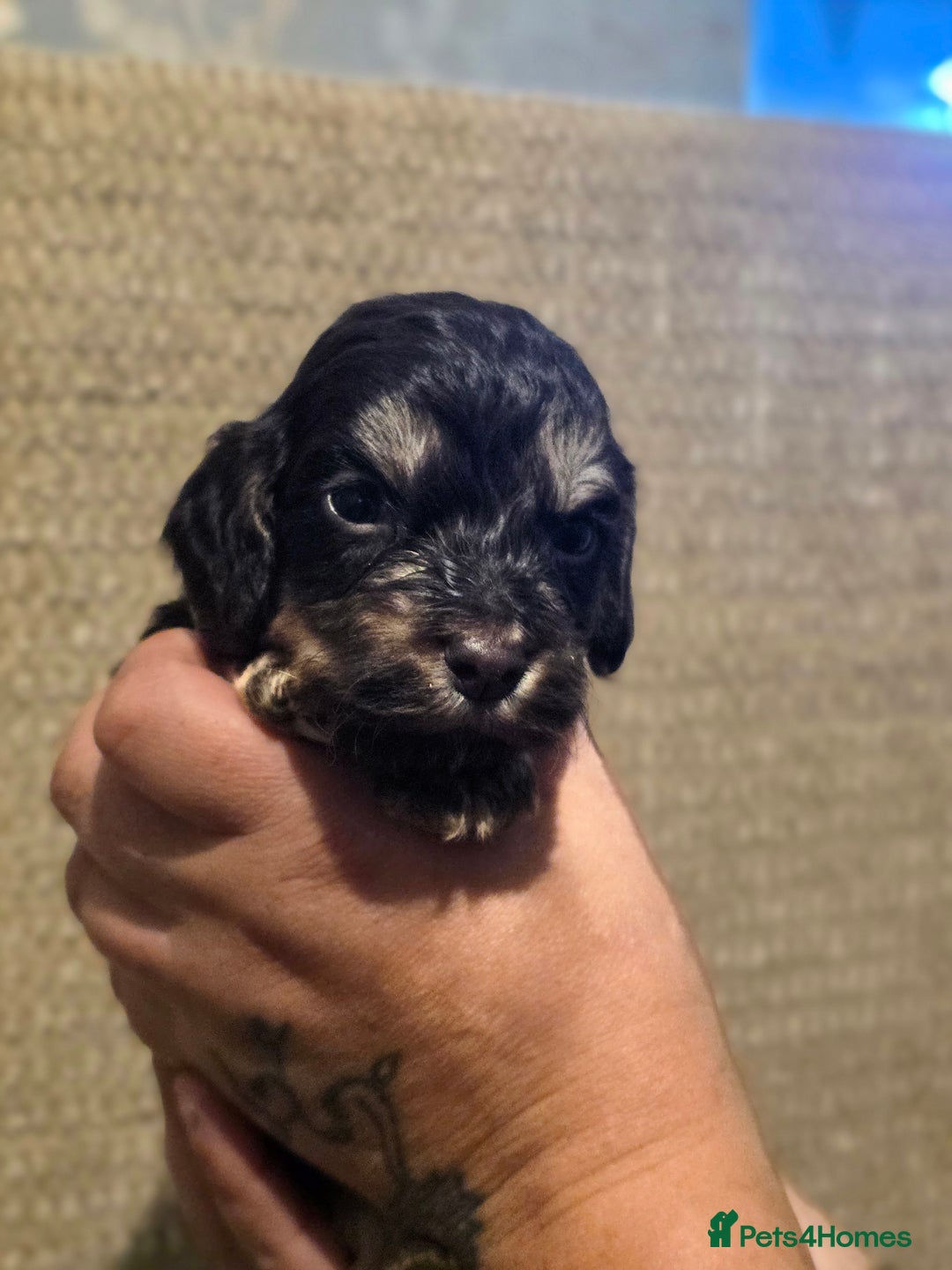 Cockapoo dogs for sale: Stunning f1b cockapoo puppies - Image 24