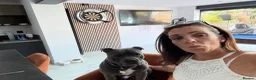Staffordshire Bull Terrier dogs for stud: Up for stud!  in Wigan - Advert 3