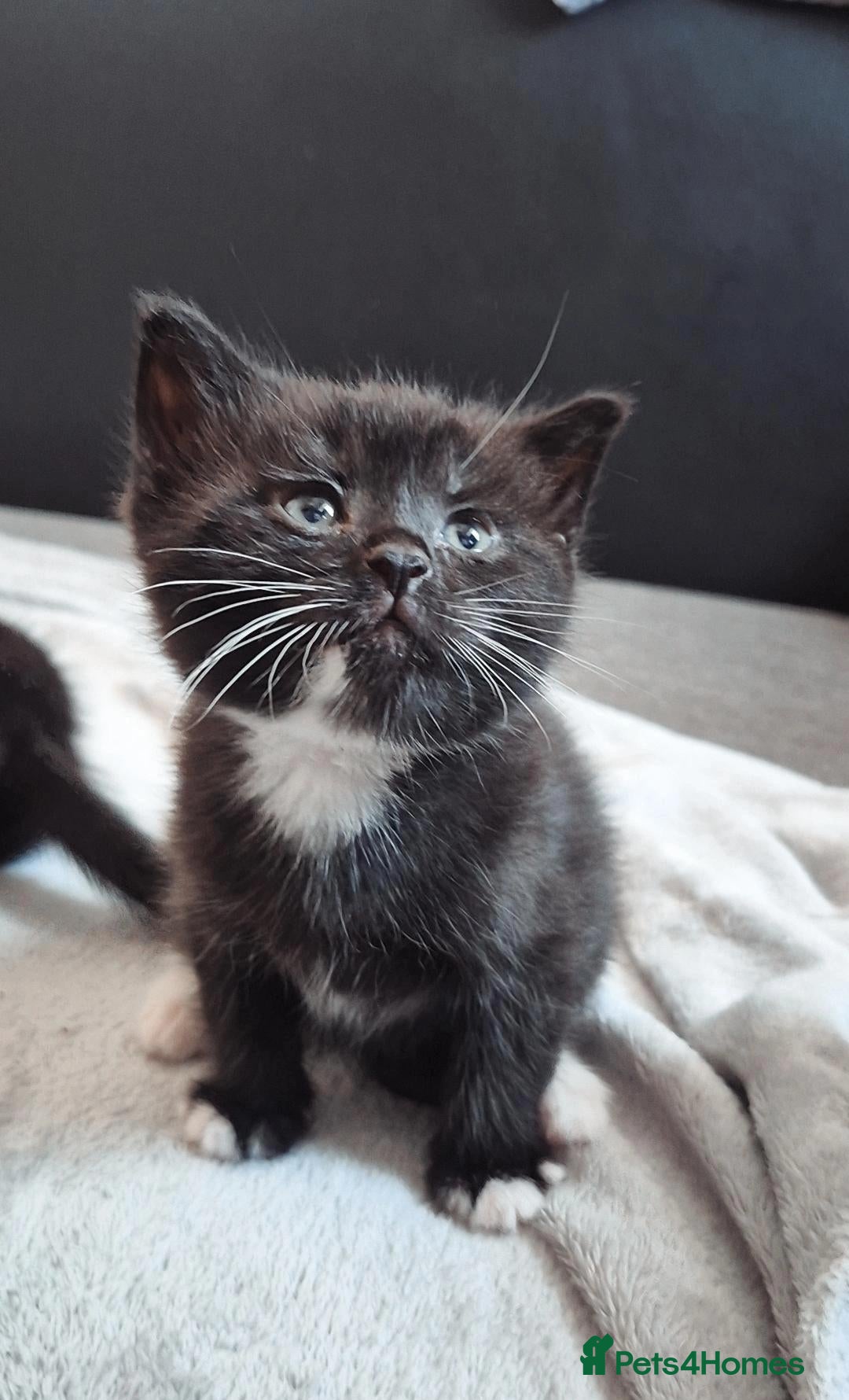British Shorthair cats for sale: Stunning Blue Shorthair Kittens - Advert 20