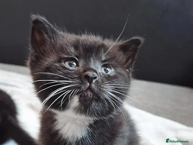 British Shorthair cats for sale: Stunning Blue Shorthair Kittens - Advert 20