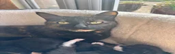 Mixed Breed cats for sale: Two long haired boys ready - Advert 1
