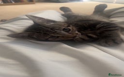 Mixed Breed cats for sale: Two male kittens for sale  - Image 5