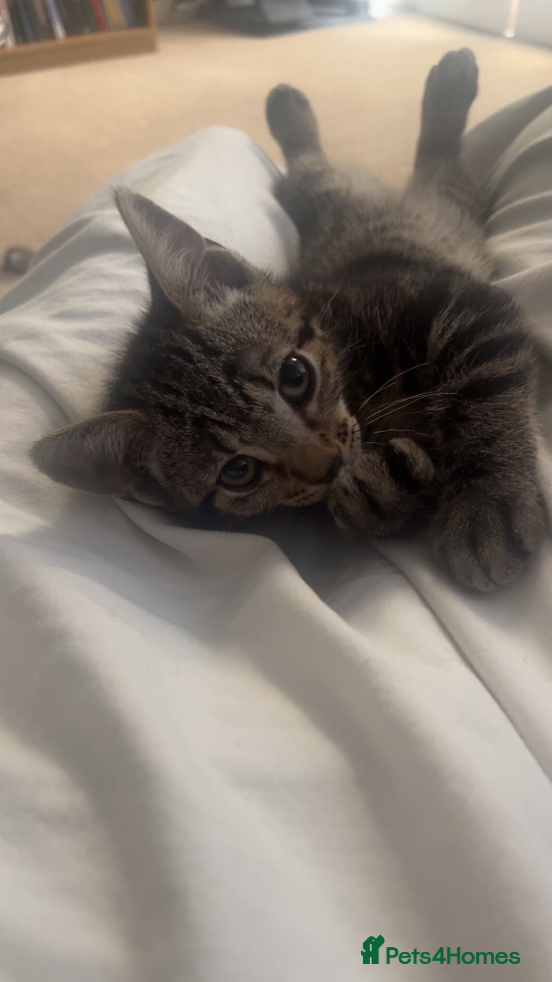 Mixed Breed cats for sale: Two male kittens for sale  - Image 5